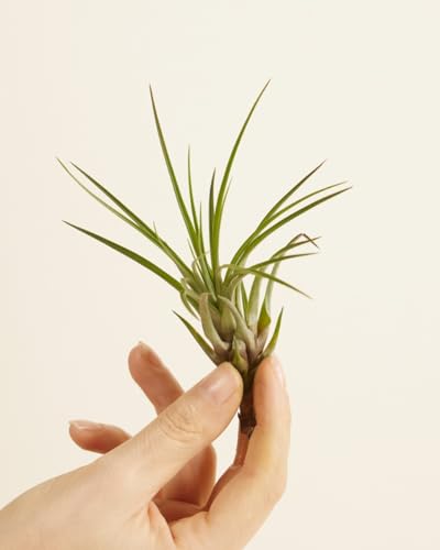 plnts-babyplnts-tillandsia-melanocrater-luftpflanze-10-cm image 6