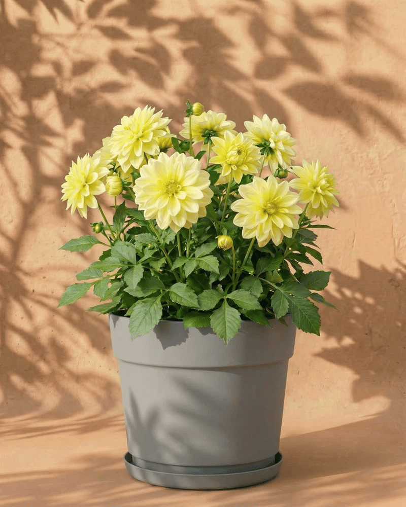 feey-dahlien-gelb-blumenknollen-3-stk-sommerblumen image 7