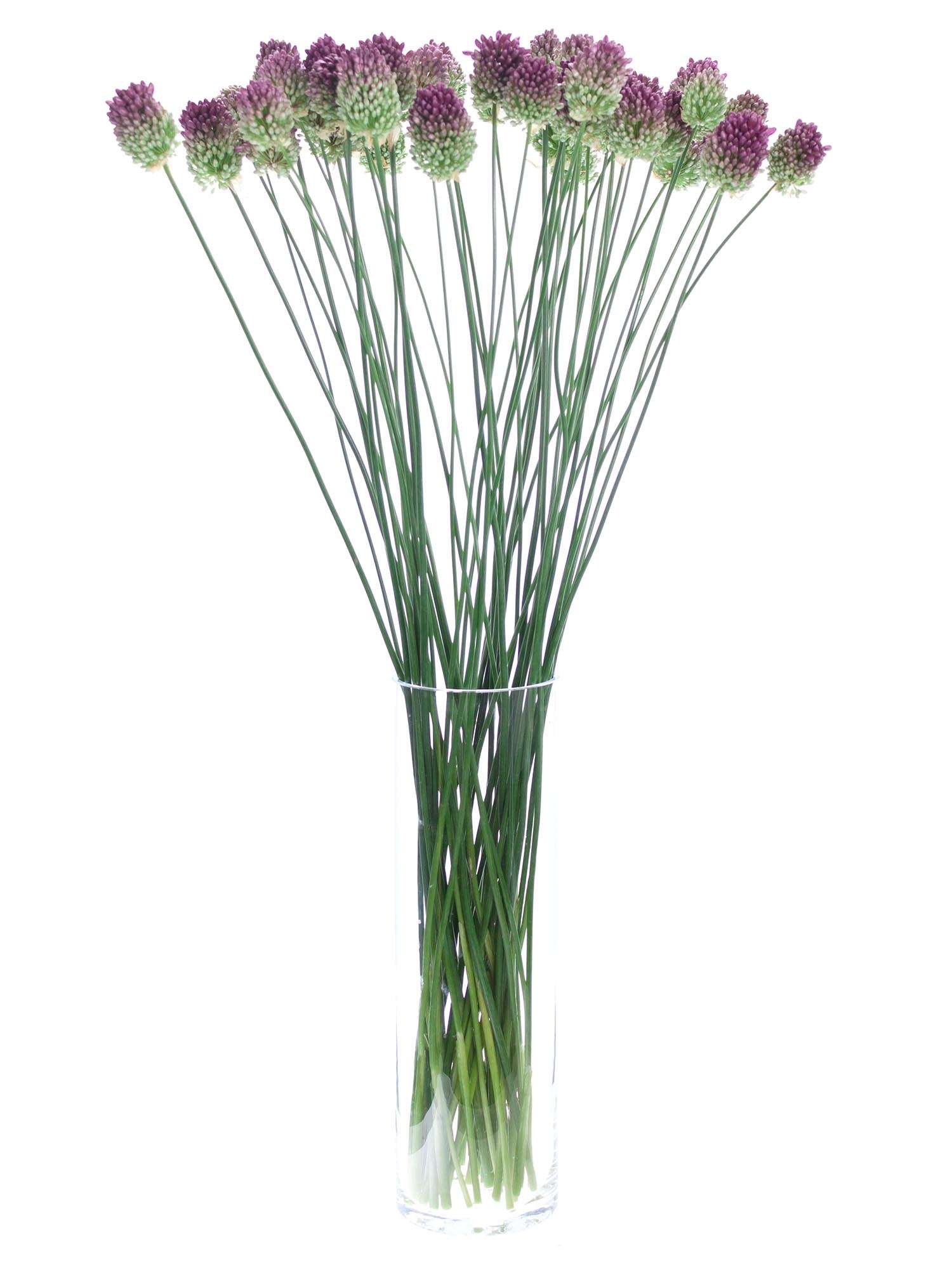 blumigo-fr-hlingsknollen-allium-spaerocephal-violett image 2
