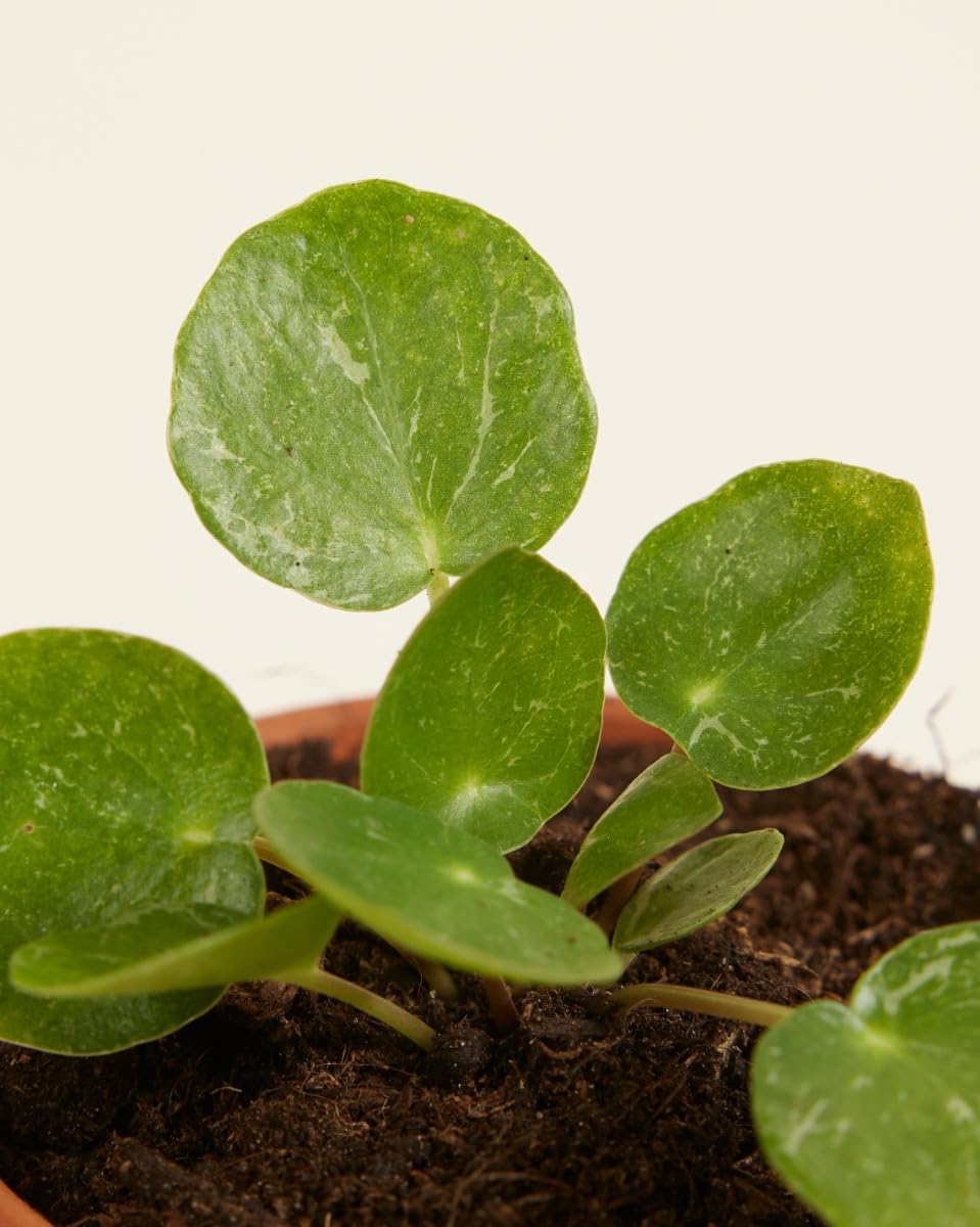 plnts-babyplnts-pilea-peperomioides-sugar-ufopflanze-15-cm image 3