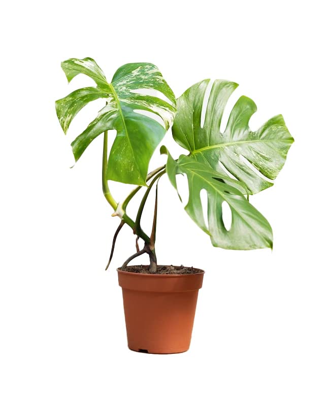plnts-rareplnts-monstera-deliciosa-variegata-fensterblatt-40cm image 8
