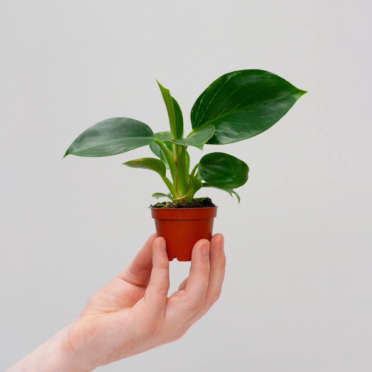plnts-babyplnts-philodendron-birkin-zimmerpflanze-6cm-topf image 7