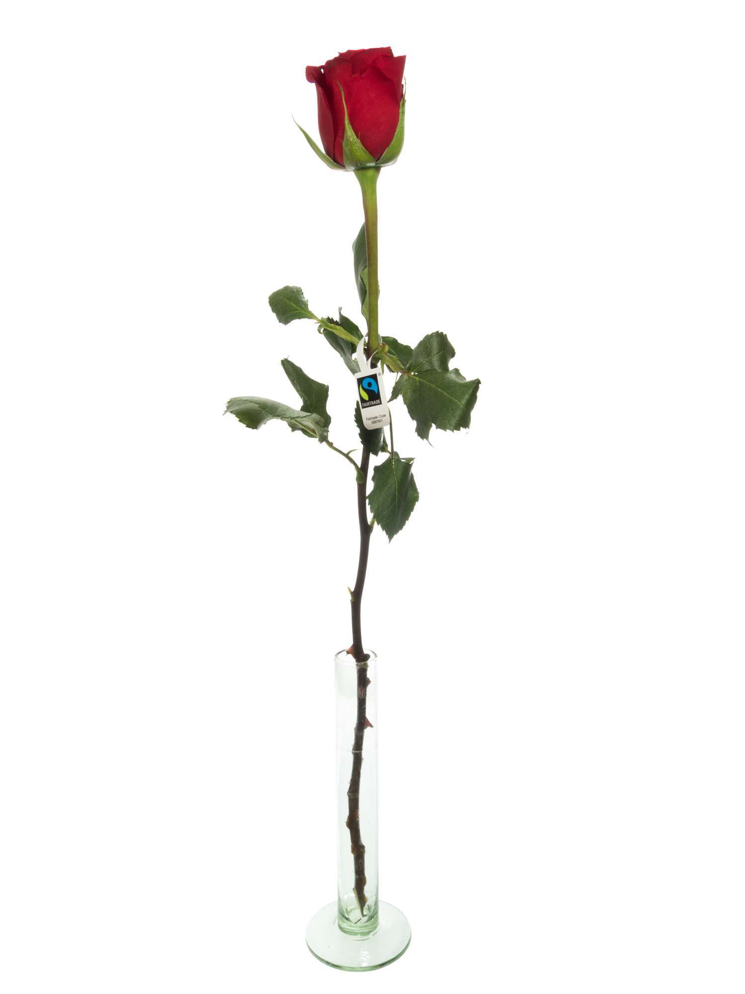 blumigo-rosen-red-paris-rosen-rot-fairtrade image 3