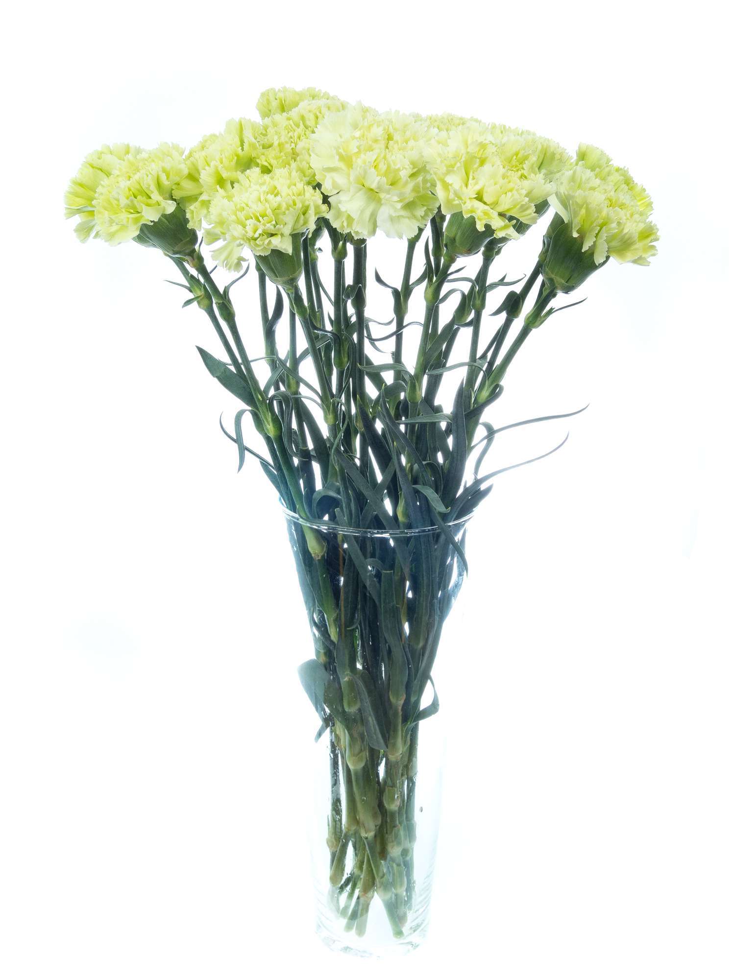 blumigo-nelken-edelnelken-goblin-gr-n-schnittblumen image 3