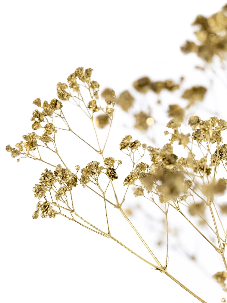 blumigo-schleierkraut-painted-trockenblumen-gold image 1