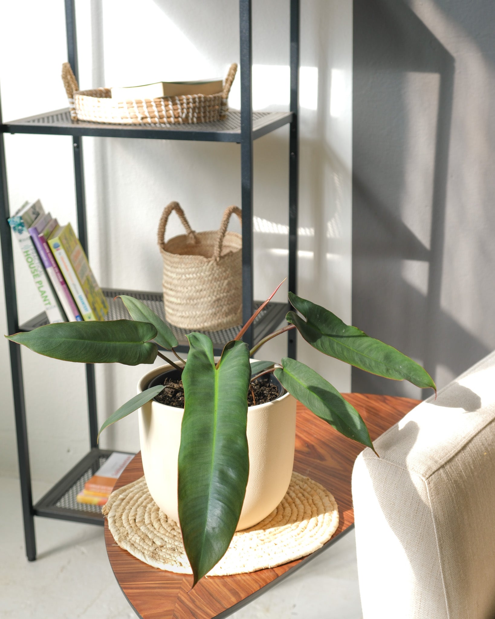 feey-variado-philodendron-atabapoense-zimmerpflanze-rar image 4