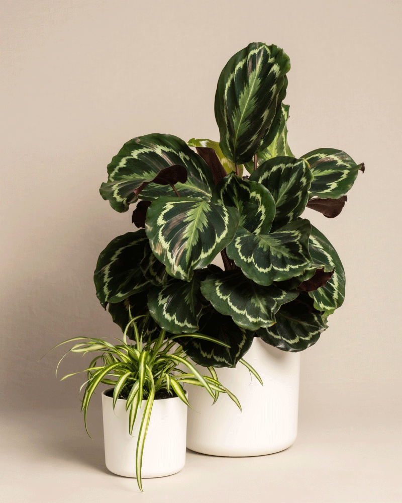 feey-variado-kinderfreundliches-duo-calathea-roseoptica-und-gr-ne-gr-nlilie-ohne image 7