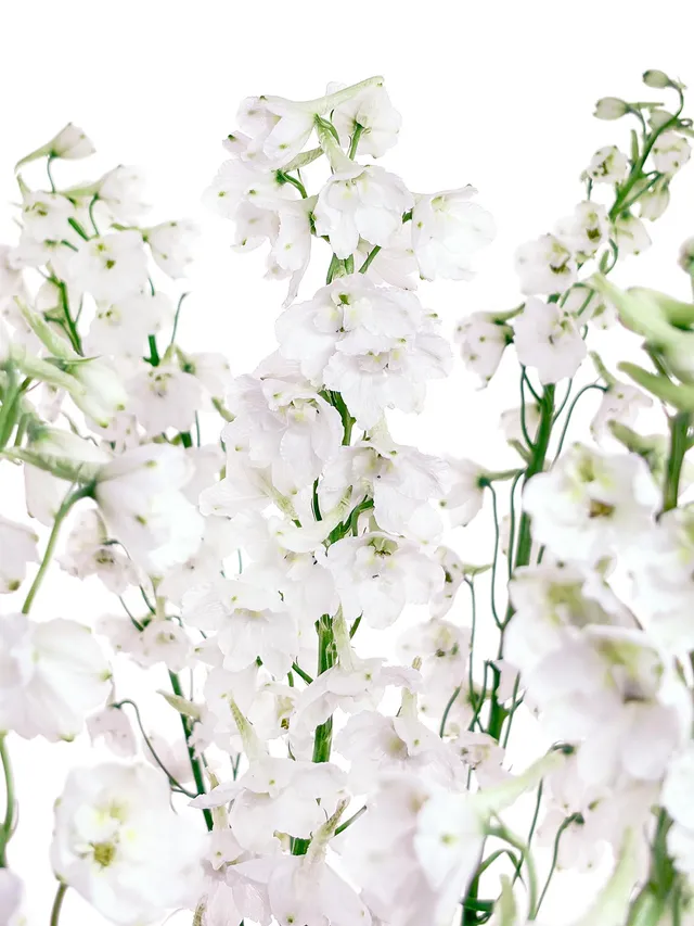 blumigo-l-wenm-ulchen-rittersporn-guardian-white-schnittblume-wei image 1
