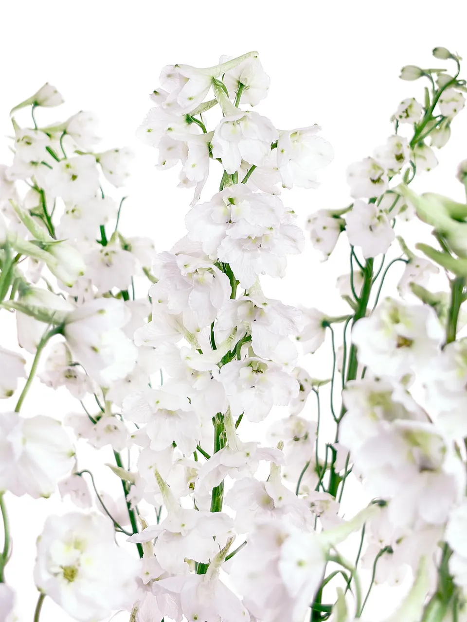 blumigo-l-wenm-ulchen-rittersporn-guardian-white-schnittblume-wei image 1