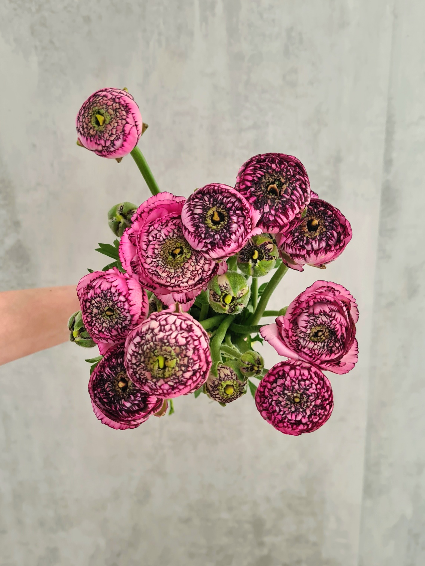 blumigo-ranunkeln-xl-cloni-success-751-schnittblume-pink-rosa image 2