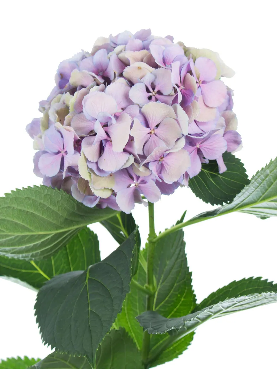 blumigo-hortensie-magical-elbtal-schnittblume-lila-gr-n image 1