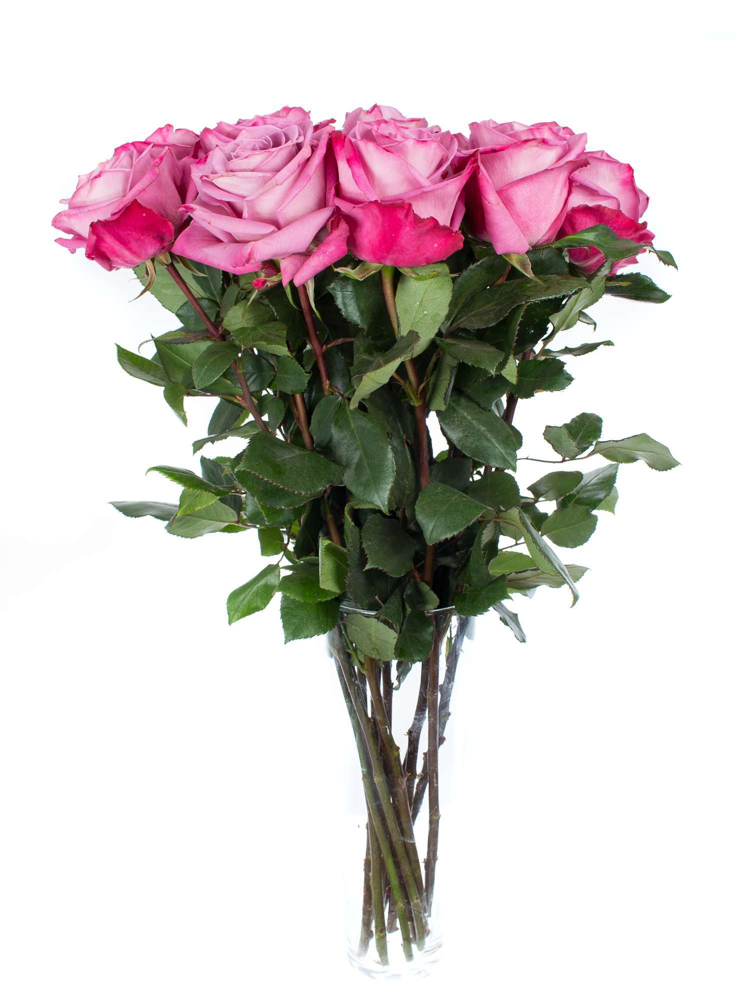 blumigo-rosen-moody-blues-violett-rose-1-stiel-frisch image 2