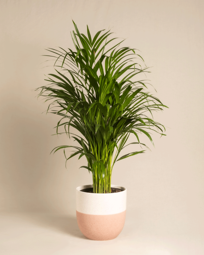 feey-variado-goldfruchtpalme-zimmerpflanze-ohne-bertopf-gross image 5