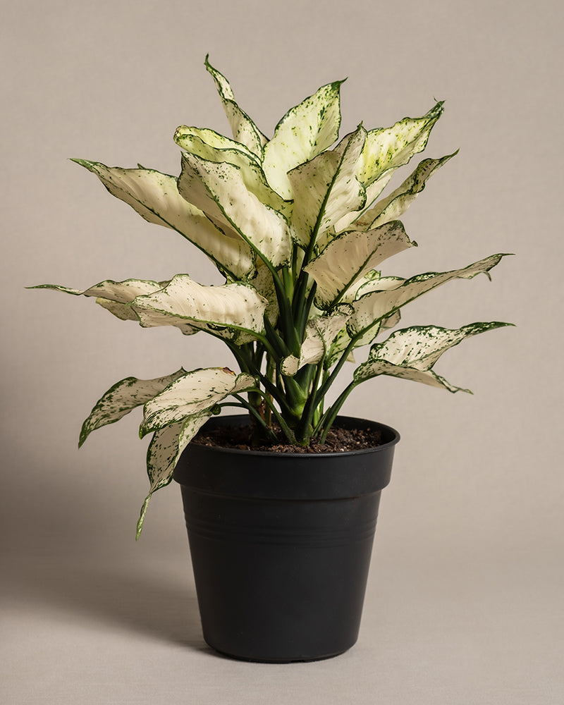 feey-variado-aglaonema-kiwi-gro-e-zimmerpflanze-pflegeleicht image 3