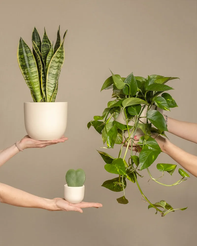 feey-variado-starter-set-sansevieria-efeutute-2-pflanzen image 1