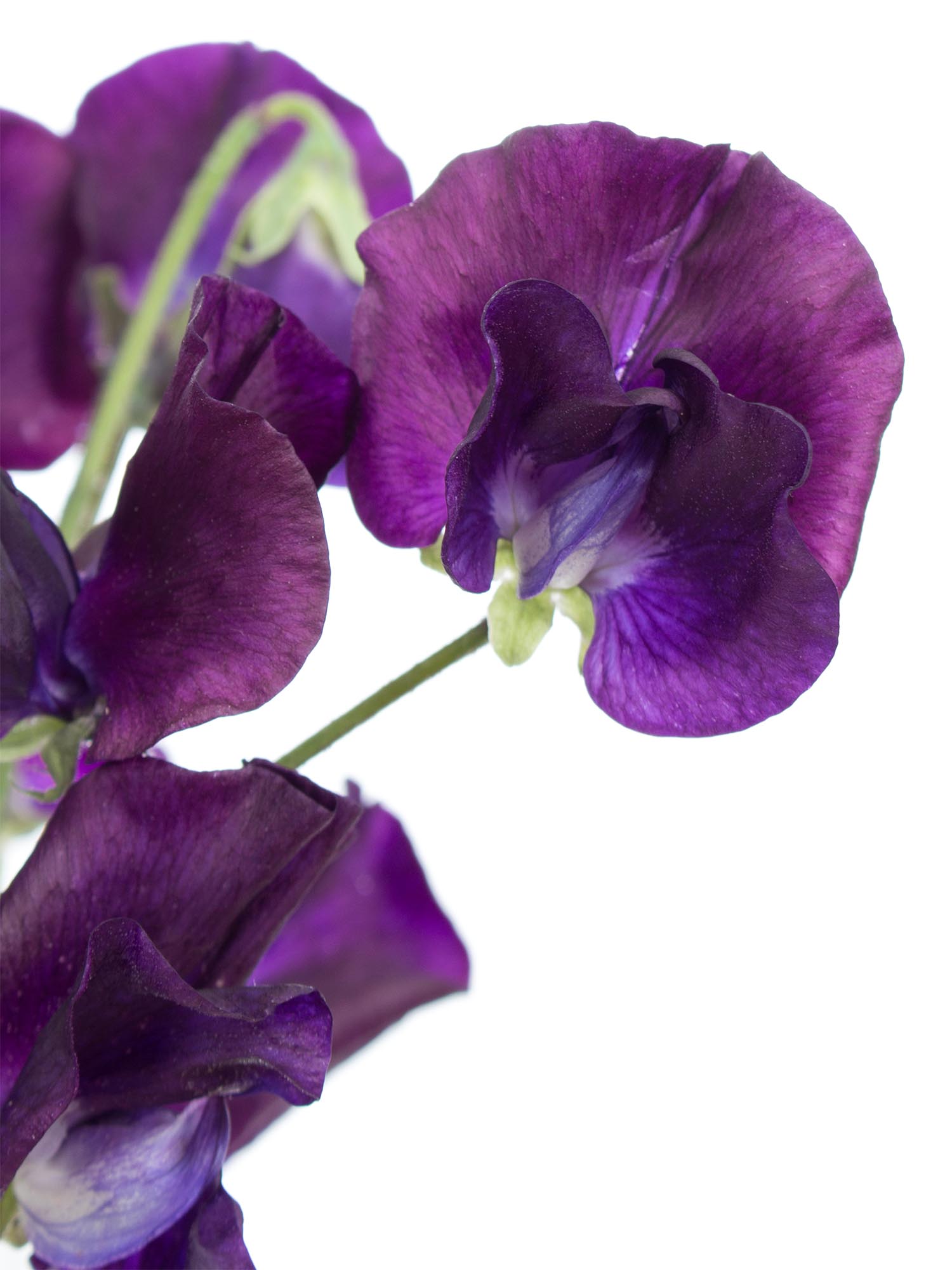blumigo-wicken-sunshine-navy-schnittblumen-violett-duftend image 1