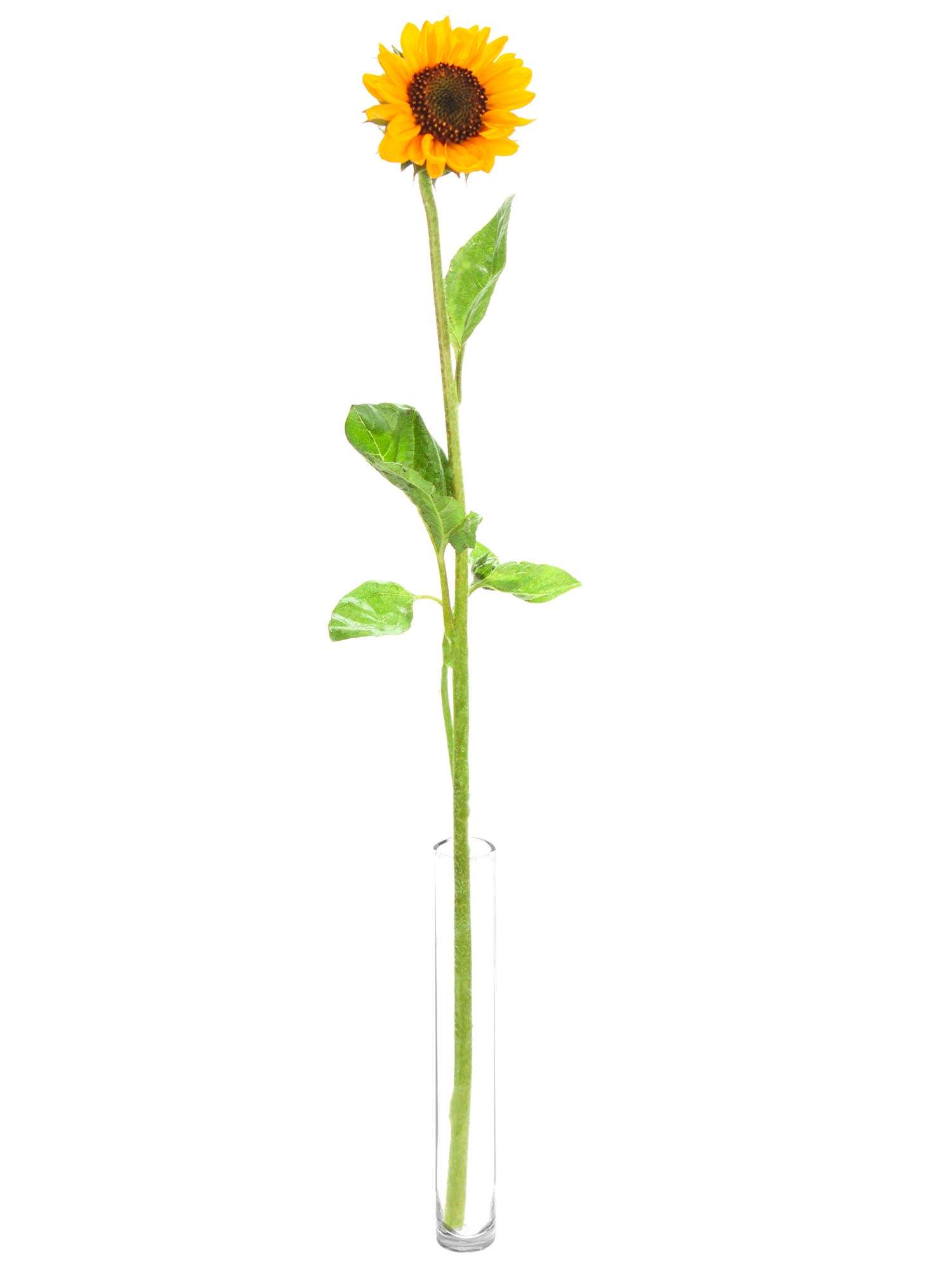 blumigo-sonnenblumen-sonja-gelb-orange-schnittblume-sommer image 3