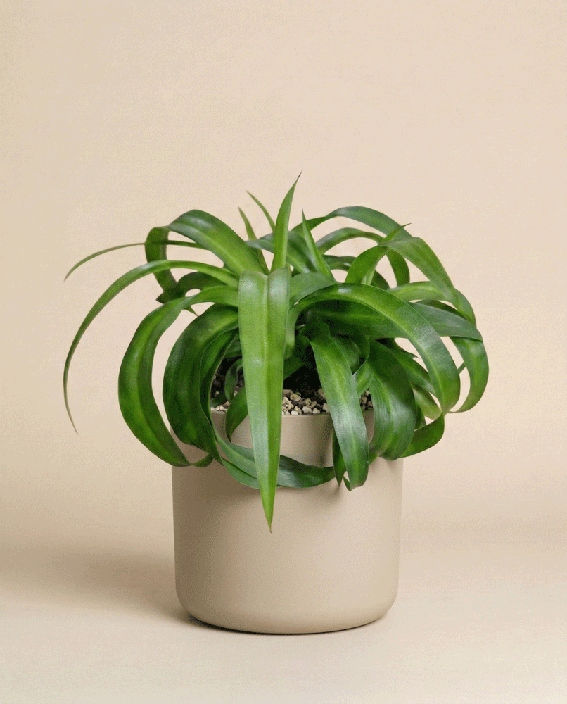 feey-variado-green-bonnie-gr-nlilie-tierfreundlich-ohne-topf image 5