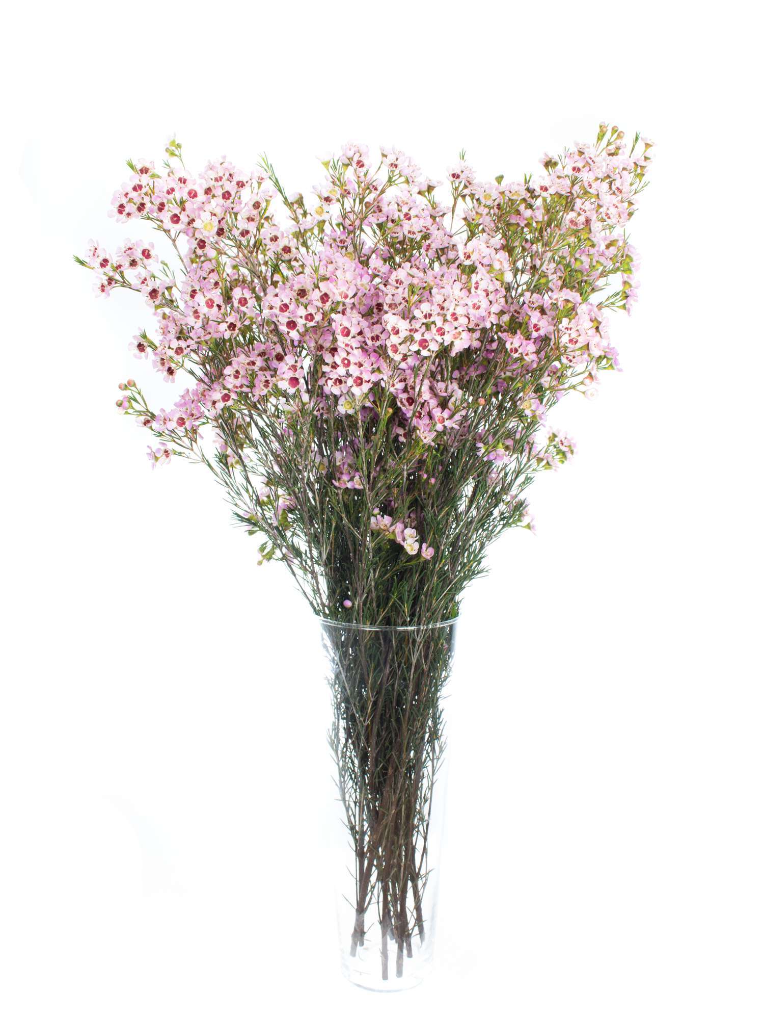 blumigo-wachsblume-early-nir-rosa-schnittblume-stiel-filler image 2