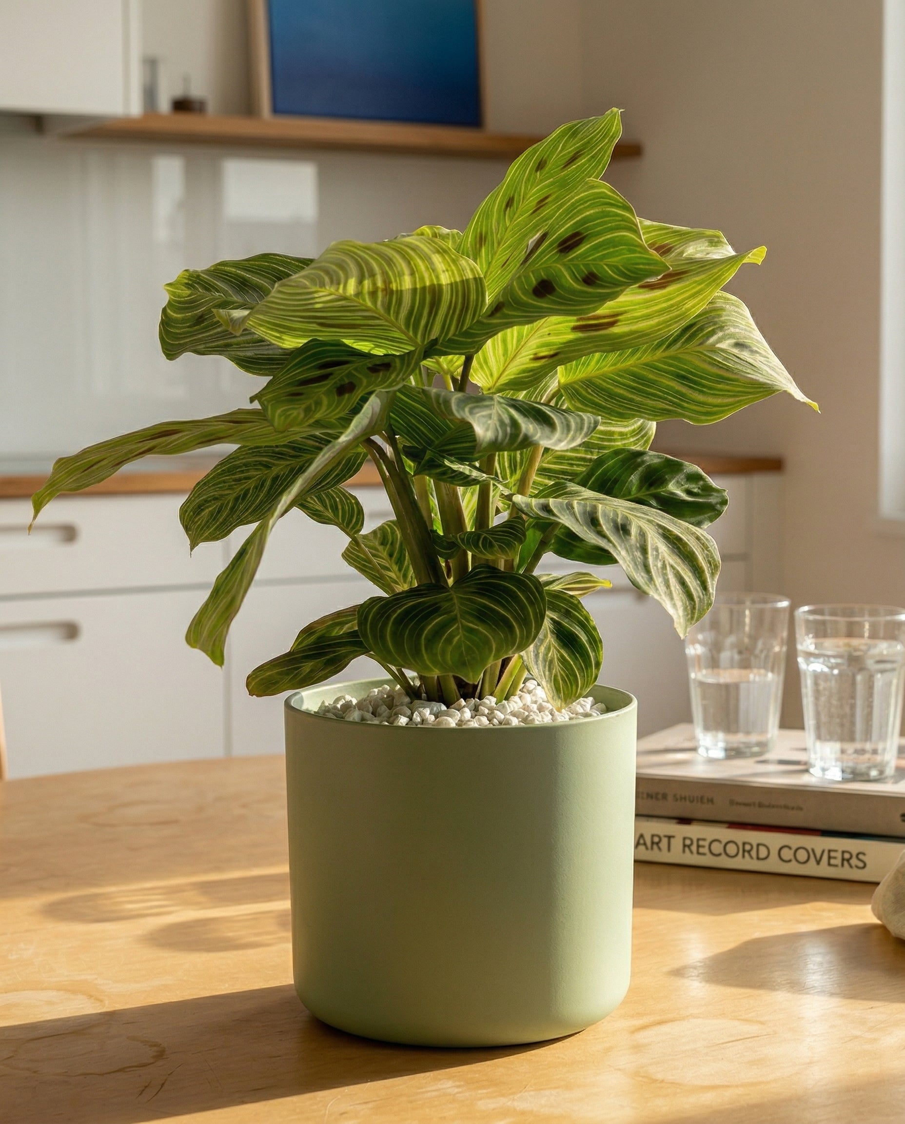 feey-maranta-light-veins-zimmerpflanze-ohne-topf-selten image 4