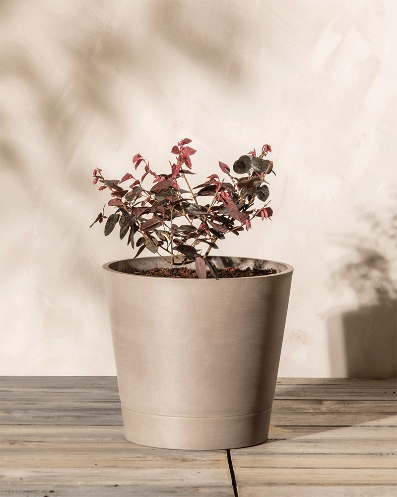 feey-amsterdam-loropetalum-riemenbl-te-strauch-winterhart image 6