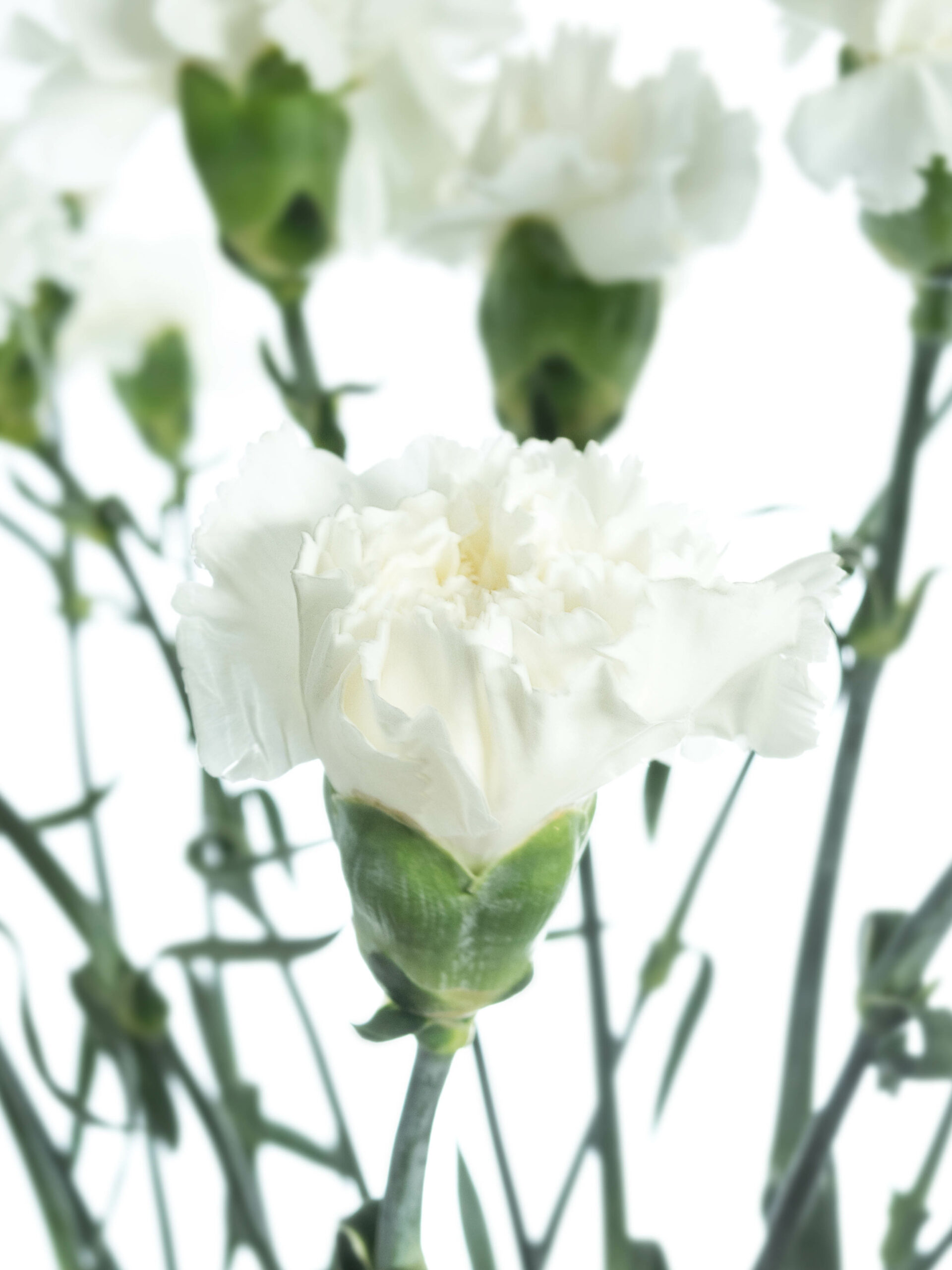 blumigo-nelken-edelnelken-baltico-schnittblume-wei image 2