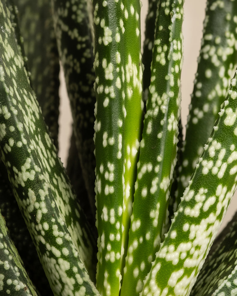 feey-variado-gasteria-verrucosa-sukkulente-ohne-bertopf image 2
