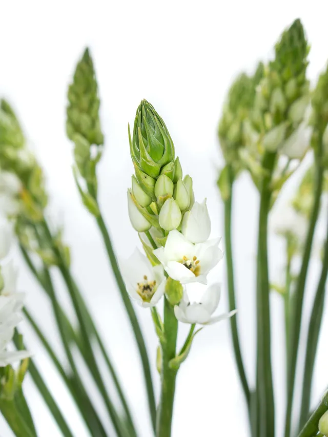 blumigo-fr-hlingsknollen-ornithogalum-thysoides-wei image 1