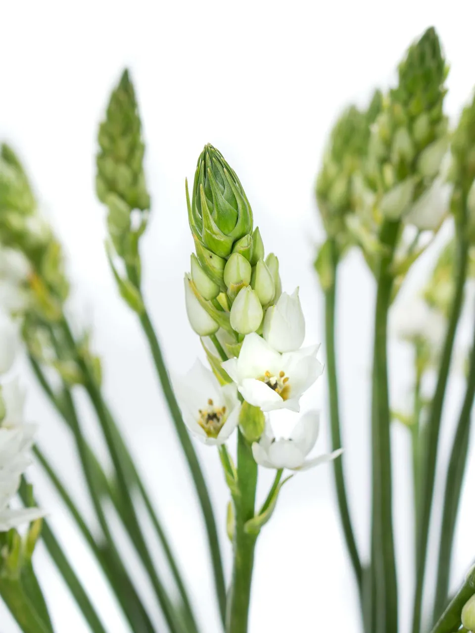 blumigo-fr-hlingsknollen-ornithogalum-thysoides-wei image 1
