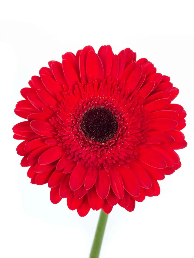 blumigo-gerbera-dynamic-rote-schnittblumen-frisch image 1