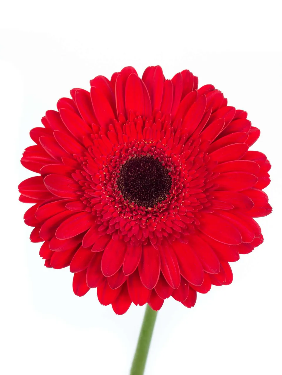 blumigo-gerbera-dynamic-rote-schnittblumen-frisch image 1