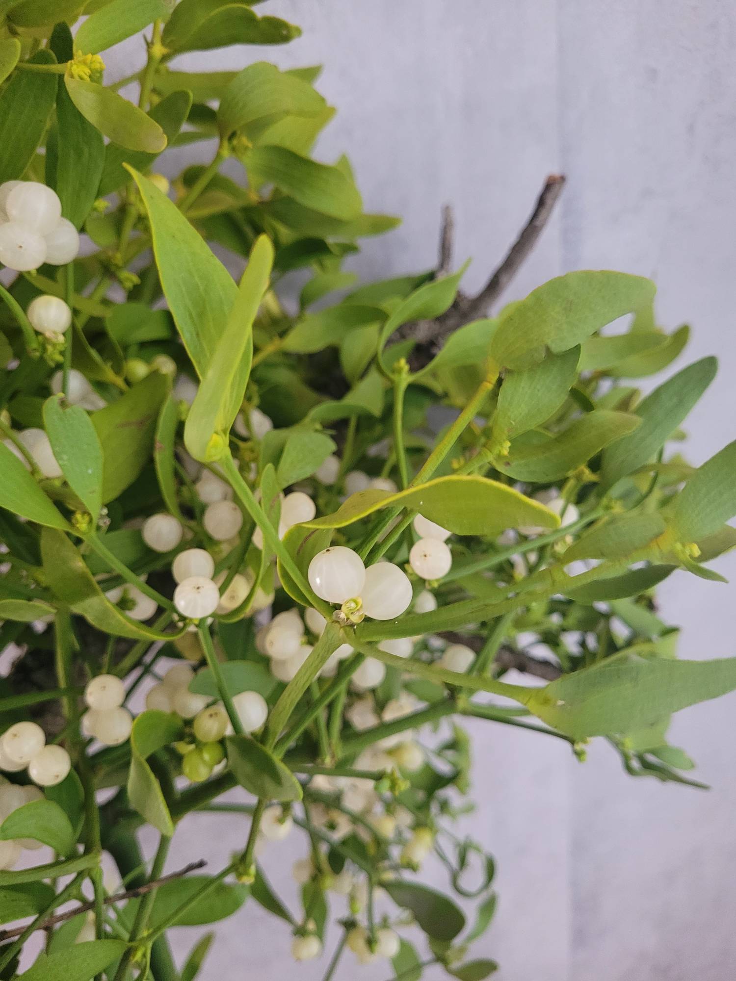 blumigo-adventskr-nze-xl-mistelkrone-tannengr-n-kranz image 5