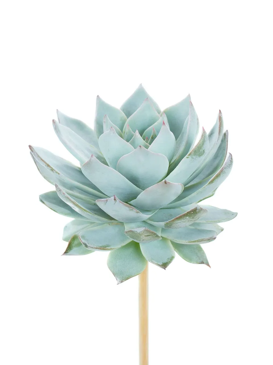 blumigo-blattwerk-echeverien-blue-star-sukkulente-gr-n-blau image 1