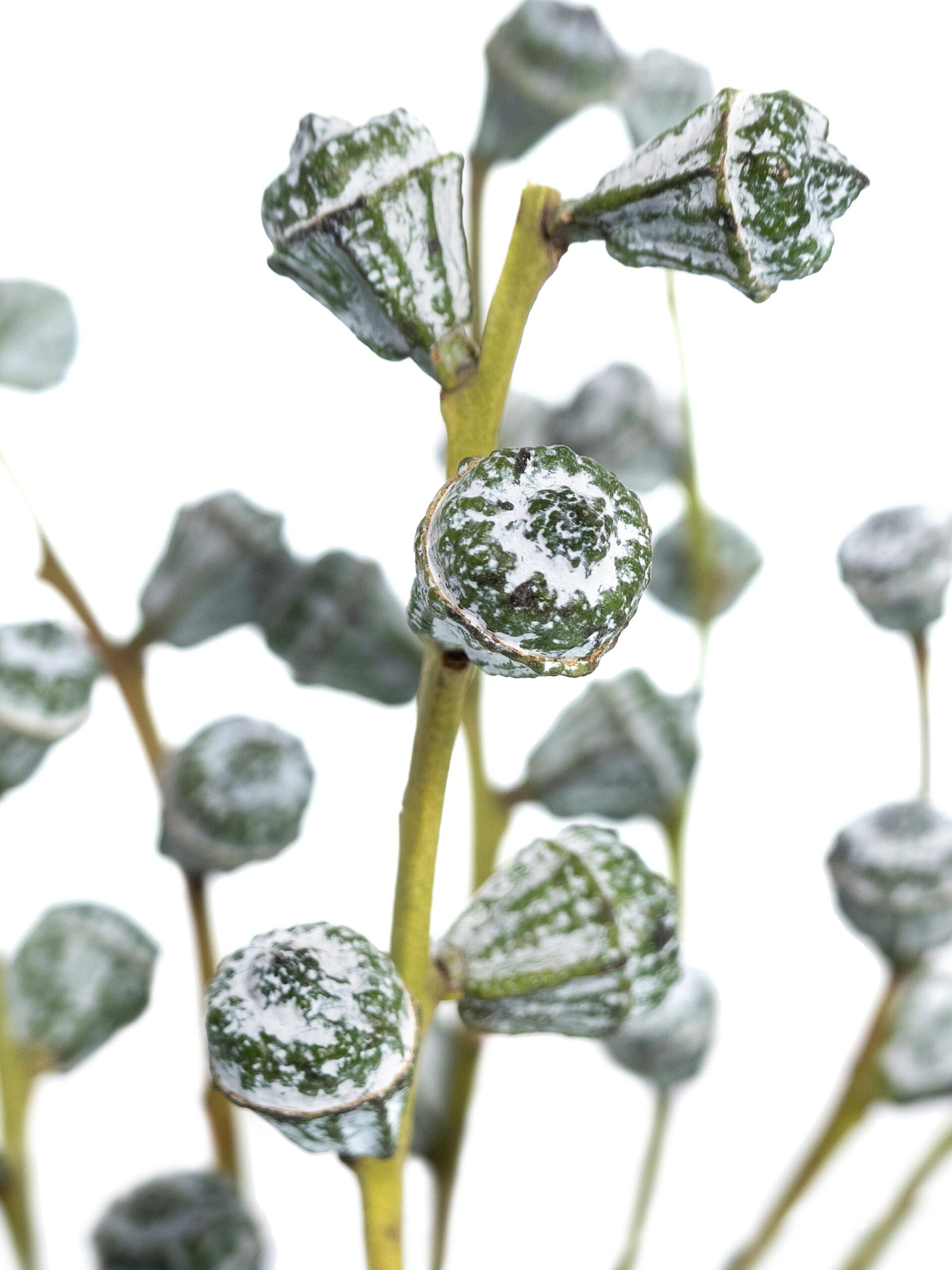 blumigo-eukalyptus-eukalyptusbeeren-schnittgr-n-silber-blau image 6
