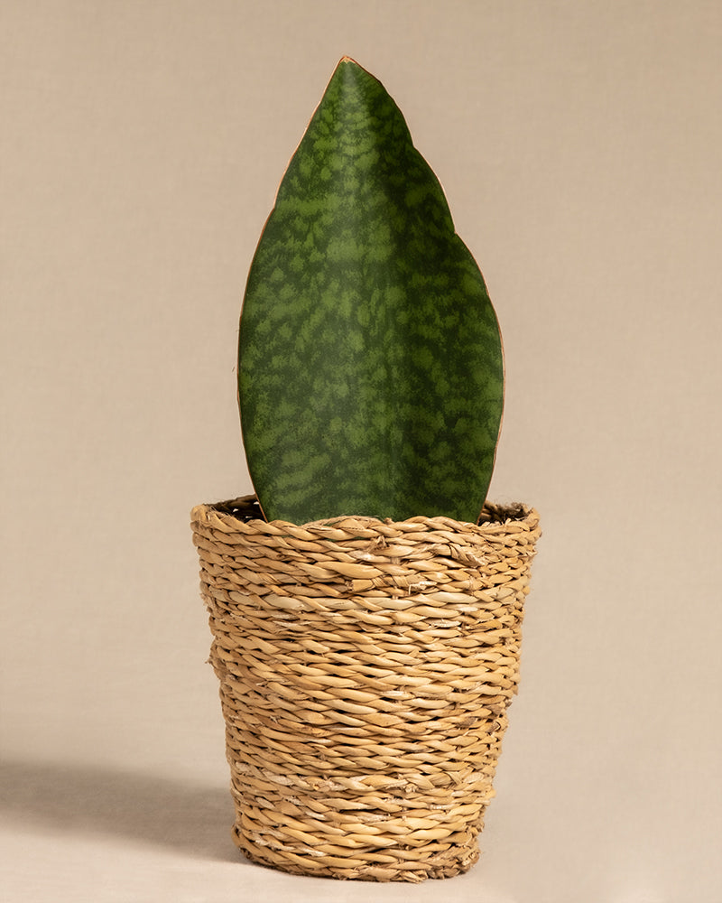 feey-variado-sansevieria-victoria-zimmerpflanze-15-25-cm image 7