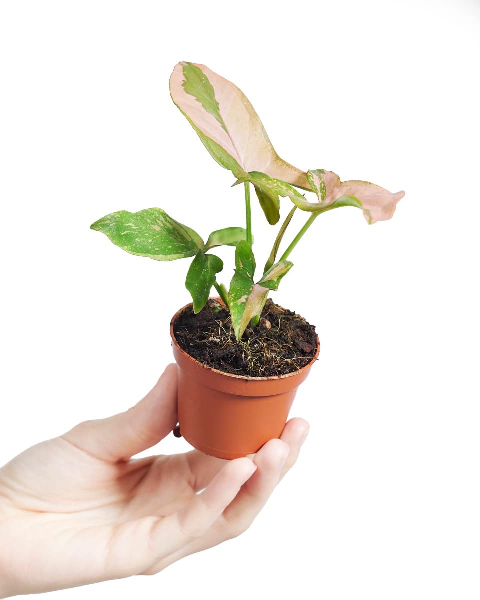 plnts-babyplnts-syngonium-pink-splash-zimmerpflanze-15-cm-rosa image 1