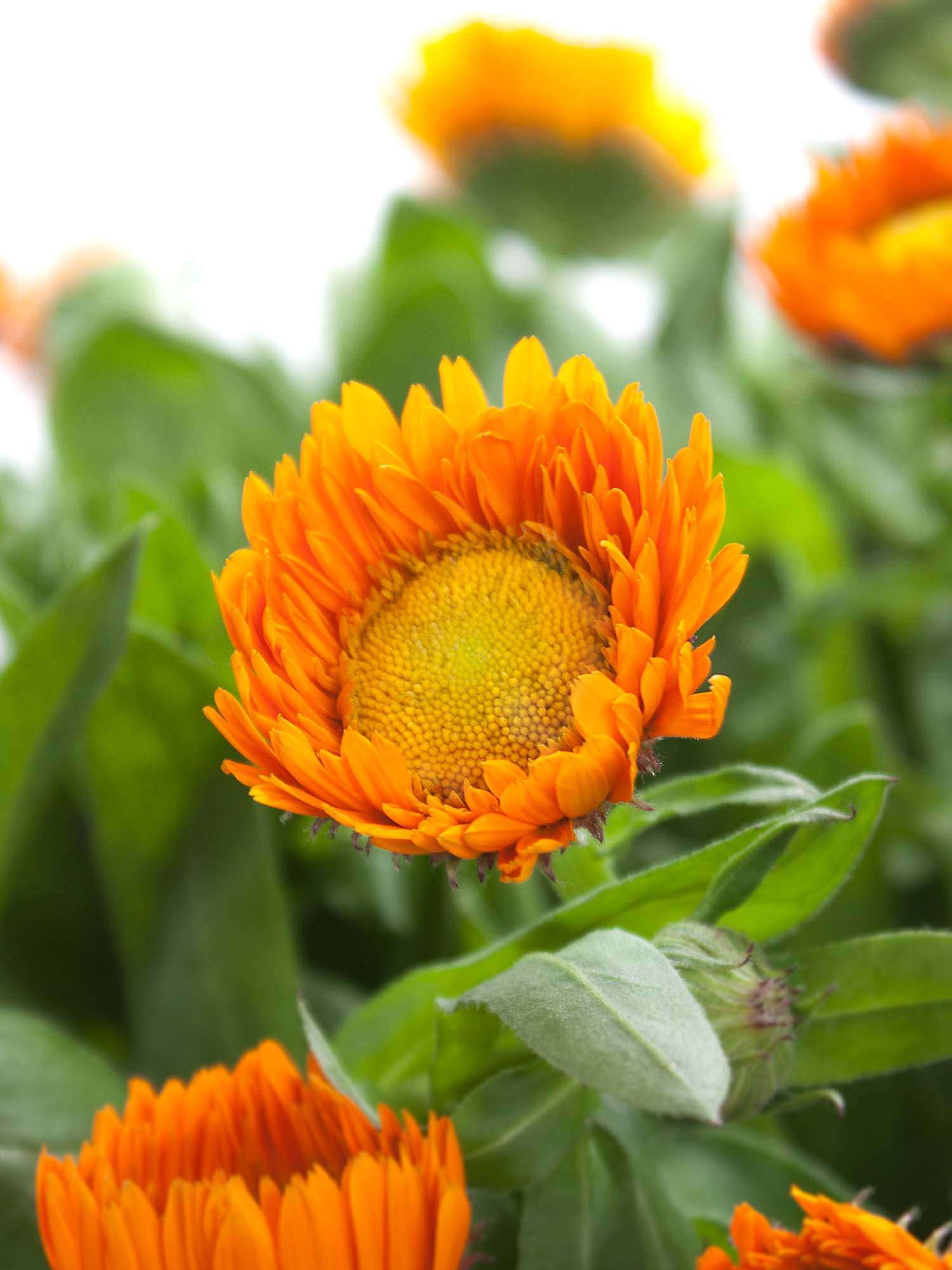 blumigo-blattwerk-calendula-ringelblumen-orange-schnittblume image 1