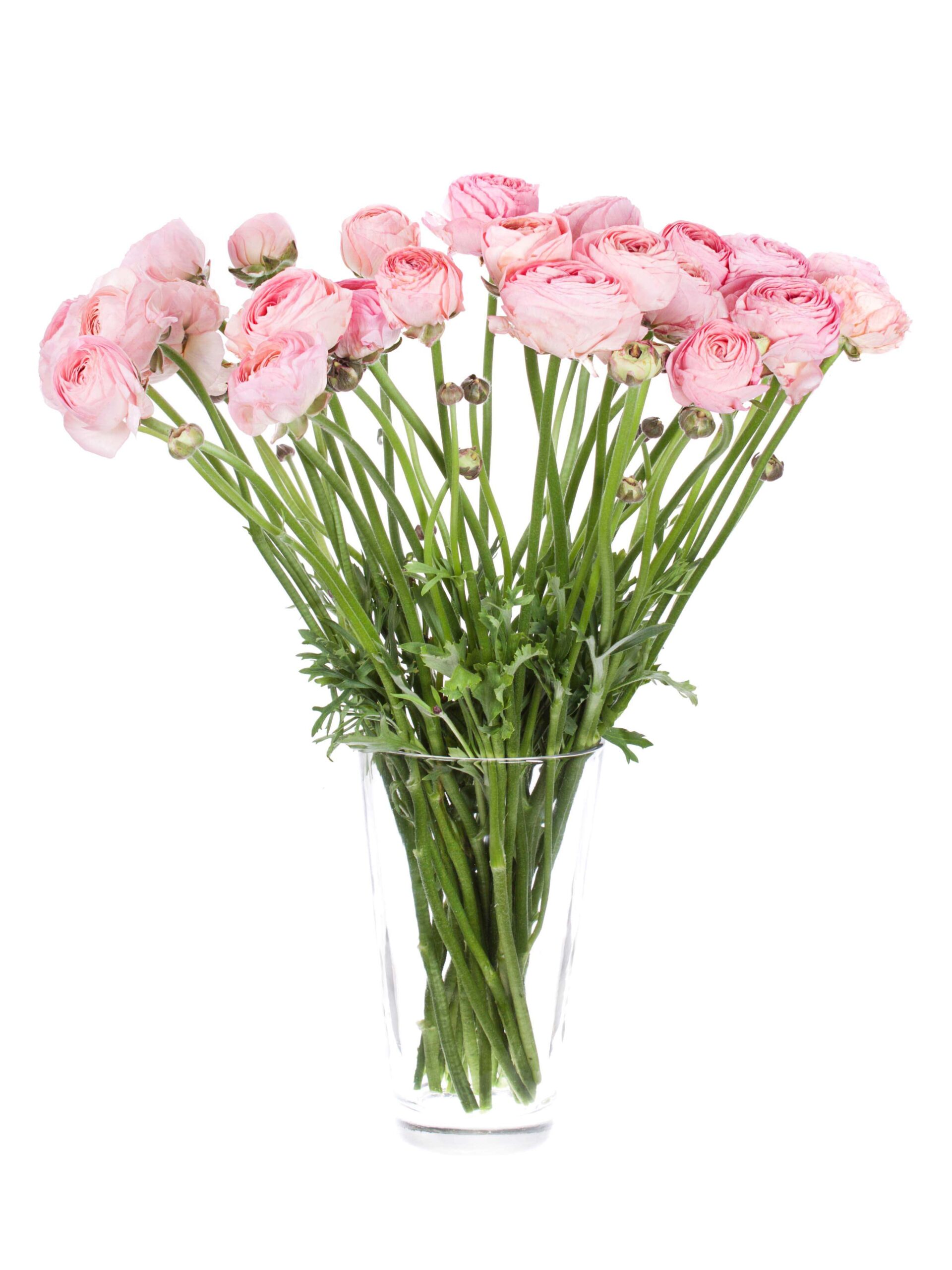 blumigo-ranunkeln-xl-cloni-grand-pastel-korall image 2