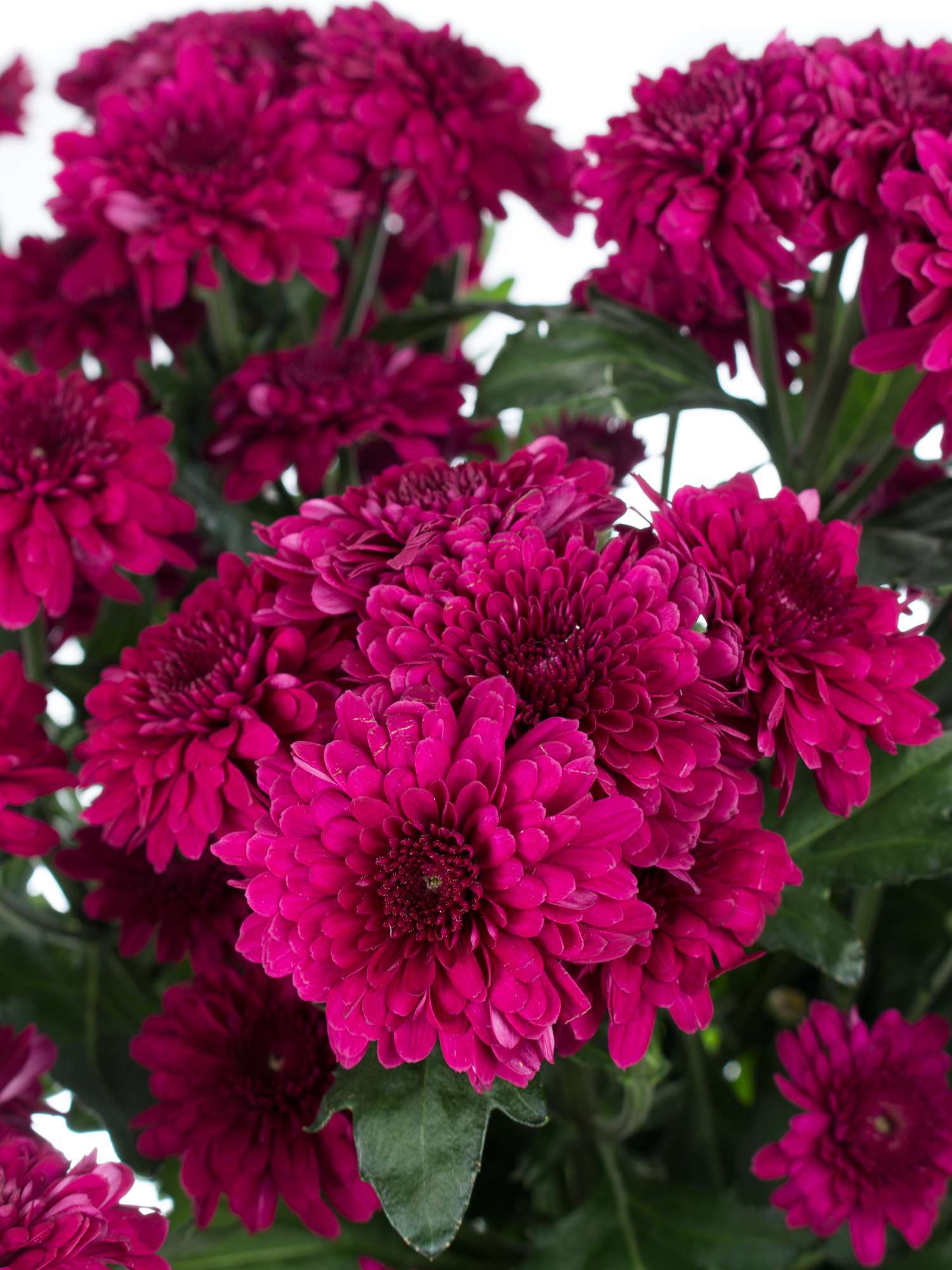 blumigo-chrysanthemen-barca-pink-violette-schnittblume image 1