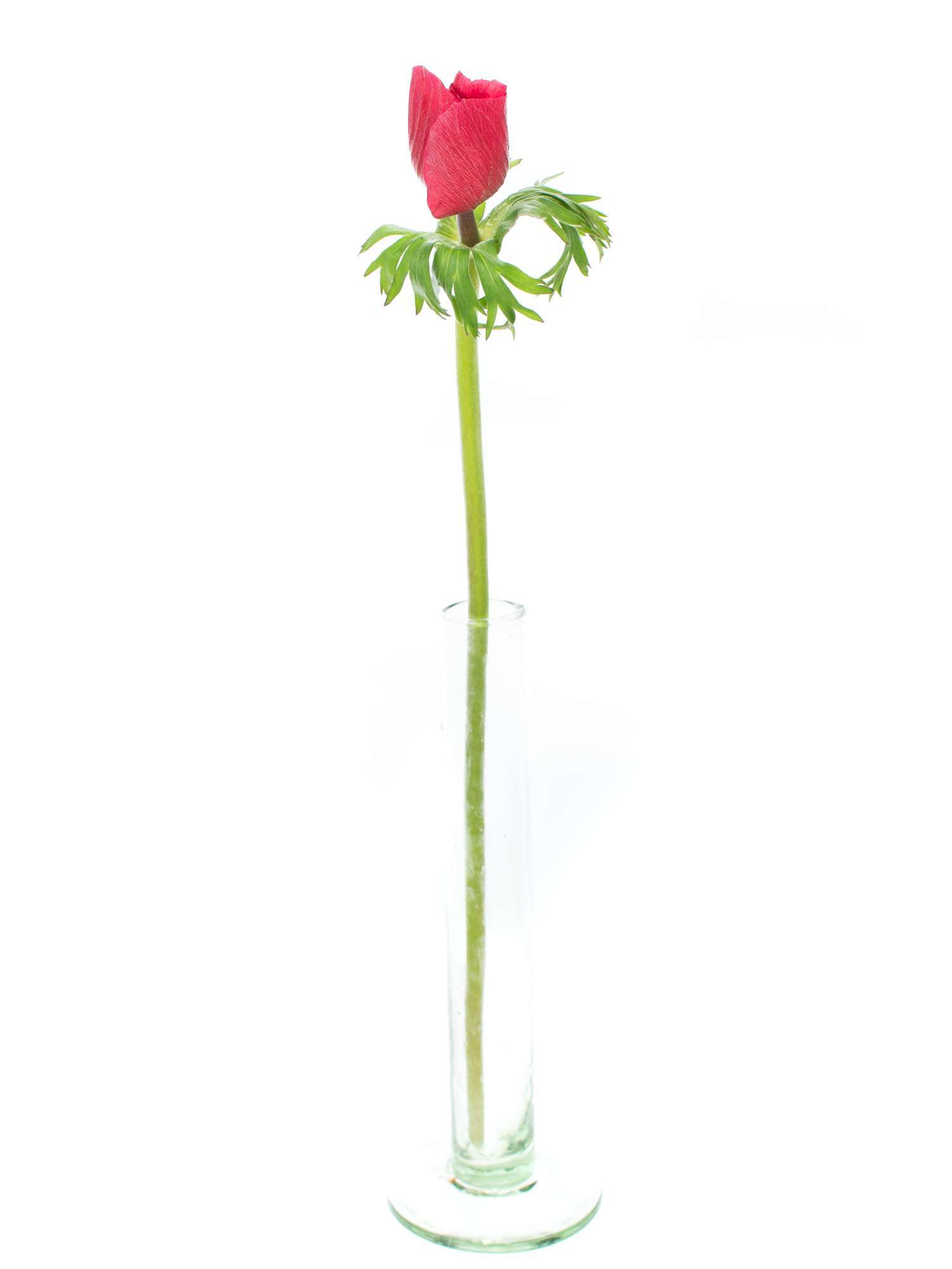 blumigo-anemonen-rot-schnittblumen-frisch image 3
