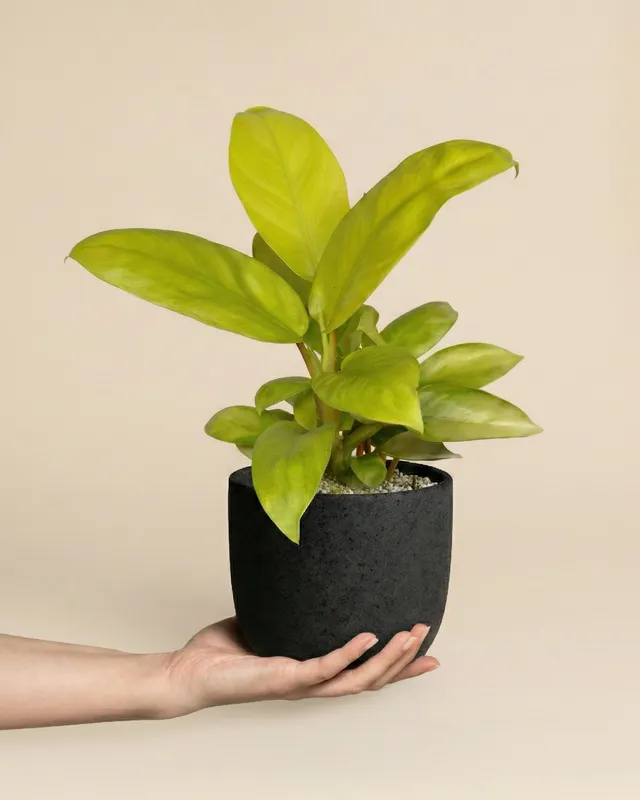 feey-philodendron-ceylon-gold-h-ngepflanze-ohne-bertopf image 1