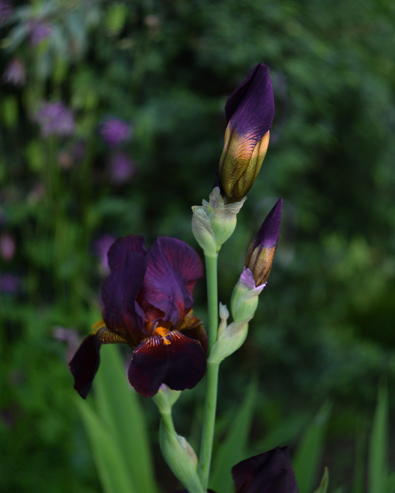 feey-amsterdam-iris-violett-knolle-4-stk-winterhart image 2