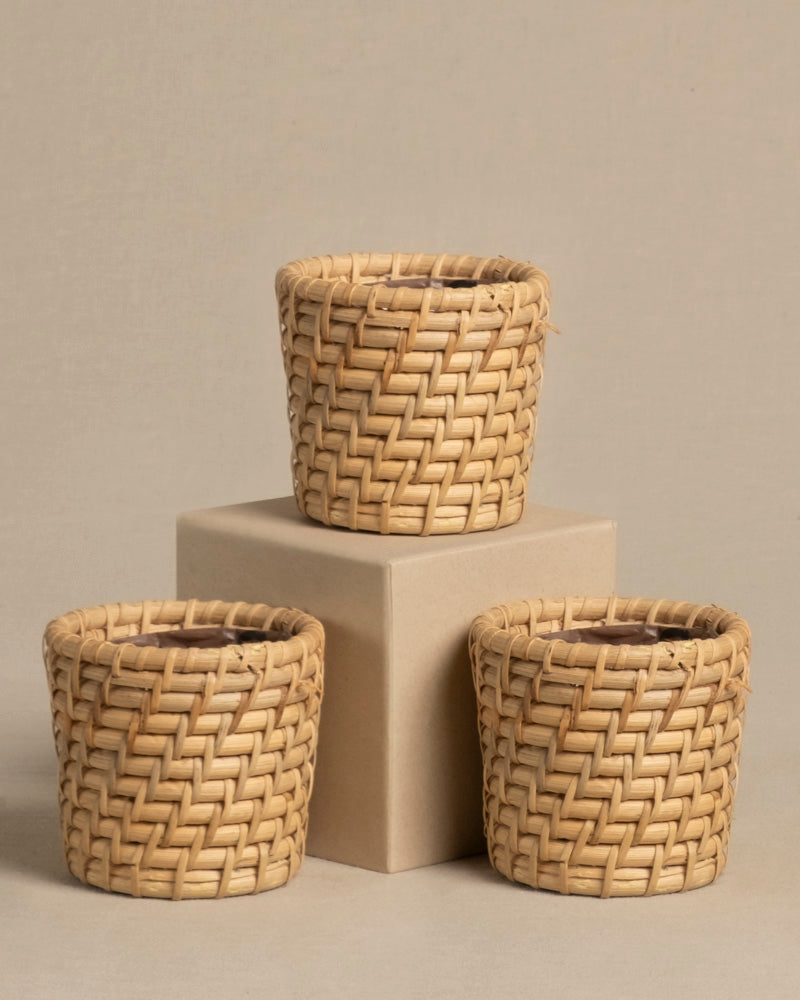 feey-variado-calen-rattan-korb-f-r-babypflanzen-3-stk-natur image 8