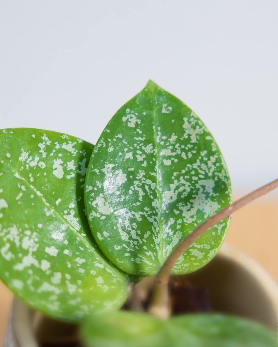 plnts-babyplnts-hoya-parasitica-babypflanze-10-cm-wachsblume image 3