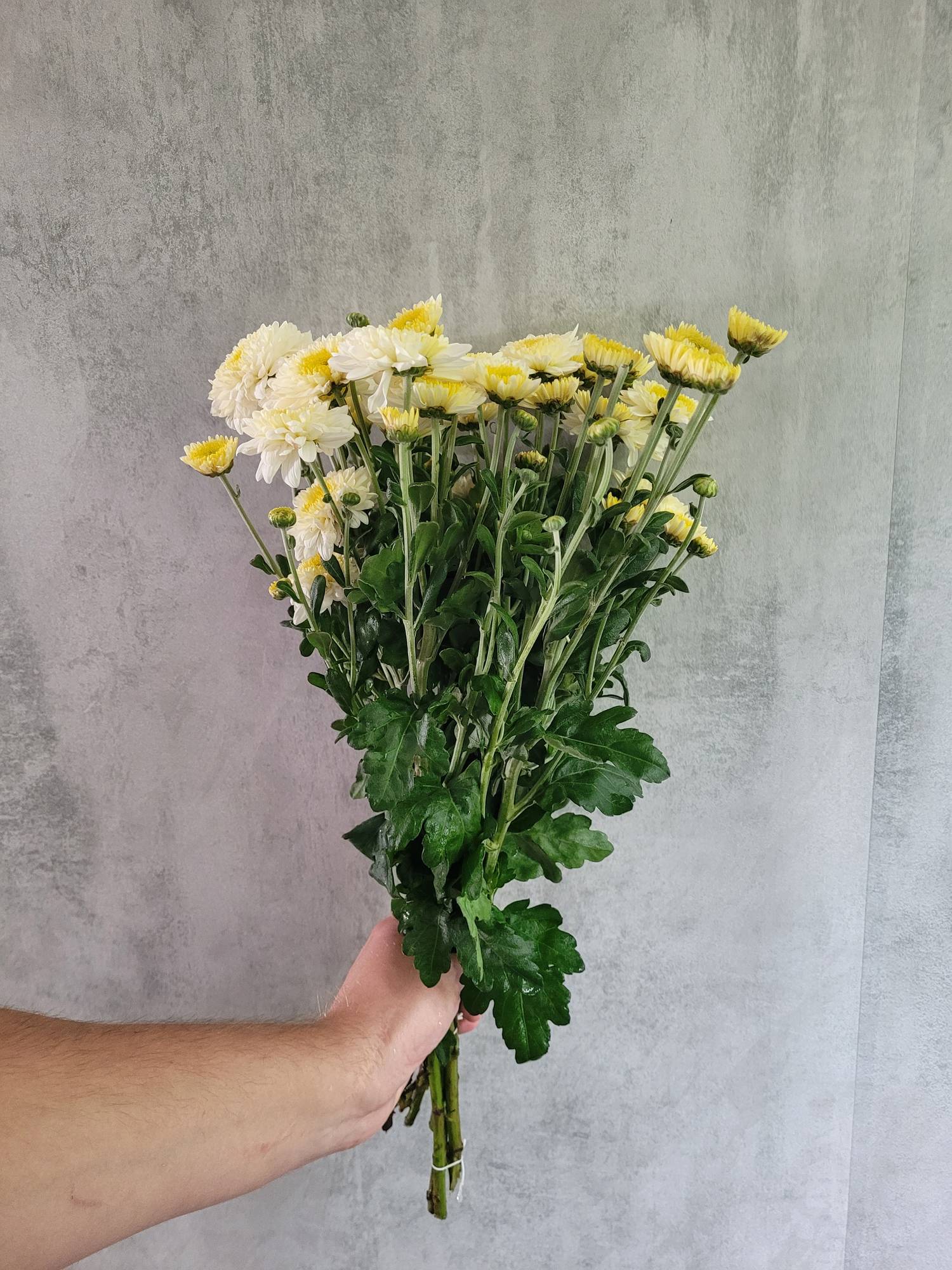 blumigo-herbstdeko-herbstastern-blenda-white-wei image 2