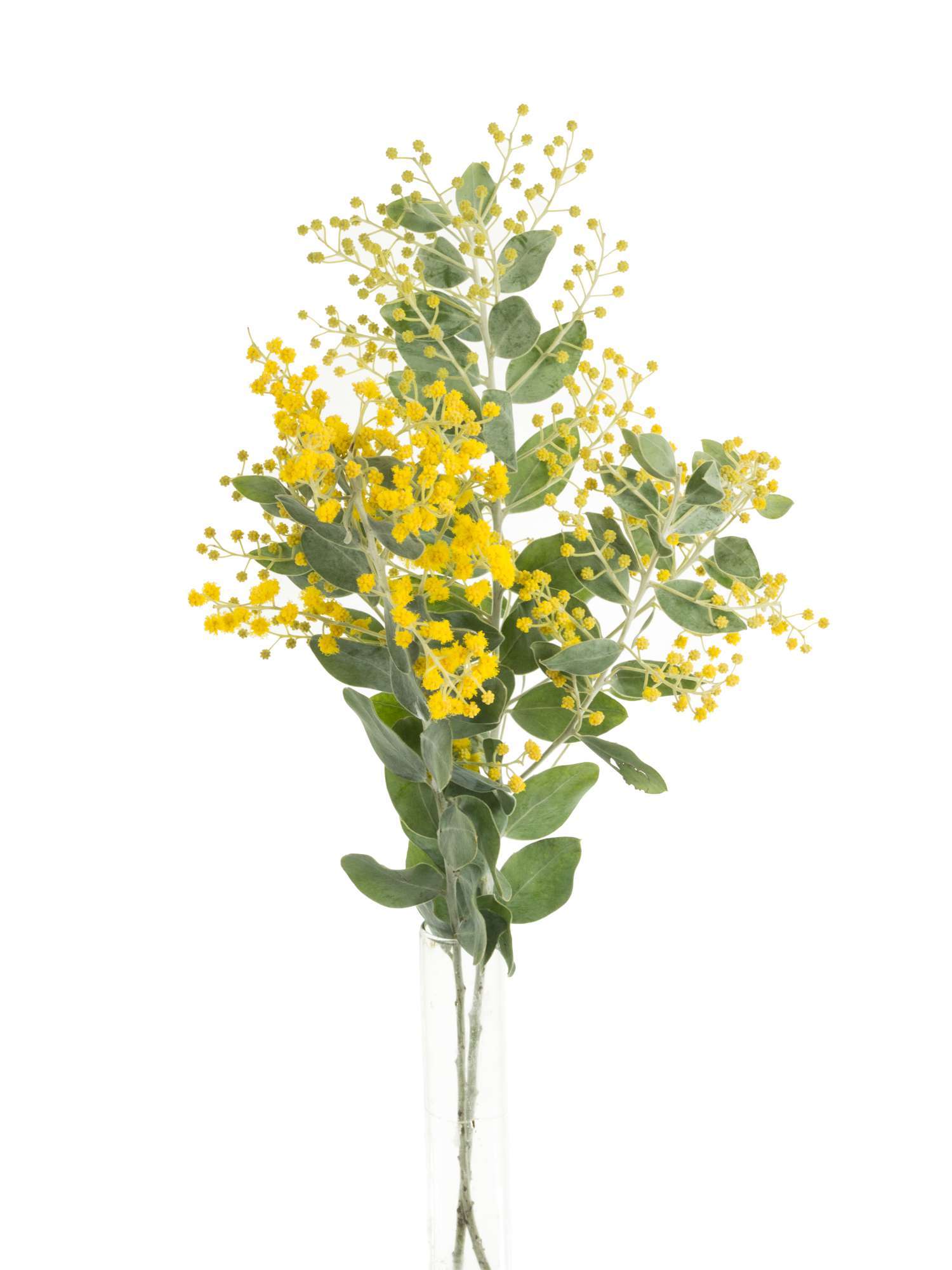 blumigo-exklusives-greenery-mimose-schnittblume-gelb-bl-hend image 4