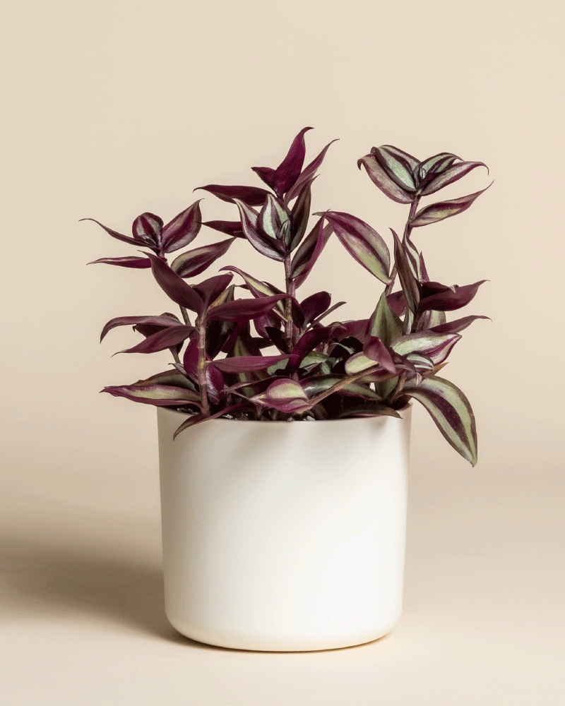 feey-variado-tradescantia-zebrina-zimmerpflanze-ohne-bertopf image 7