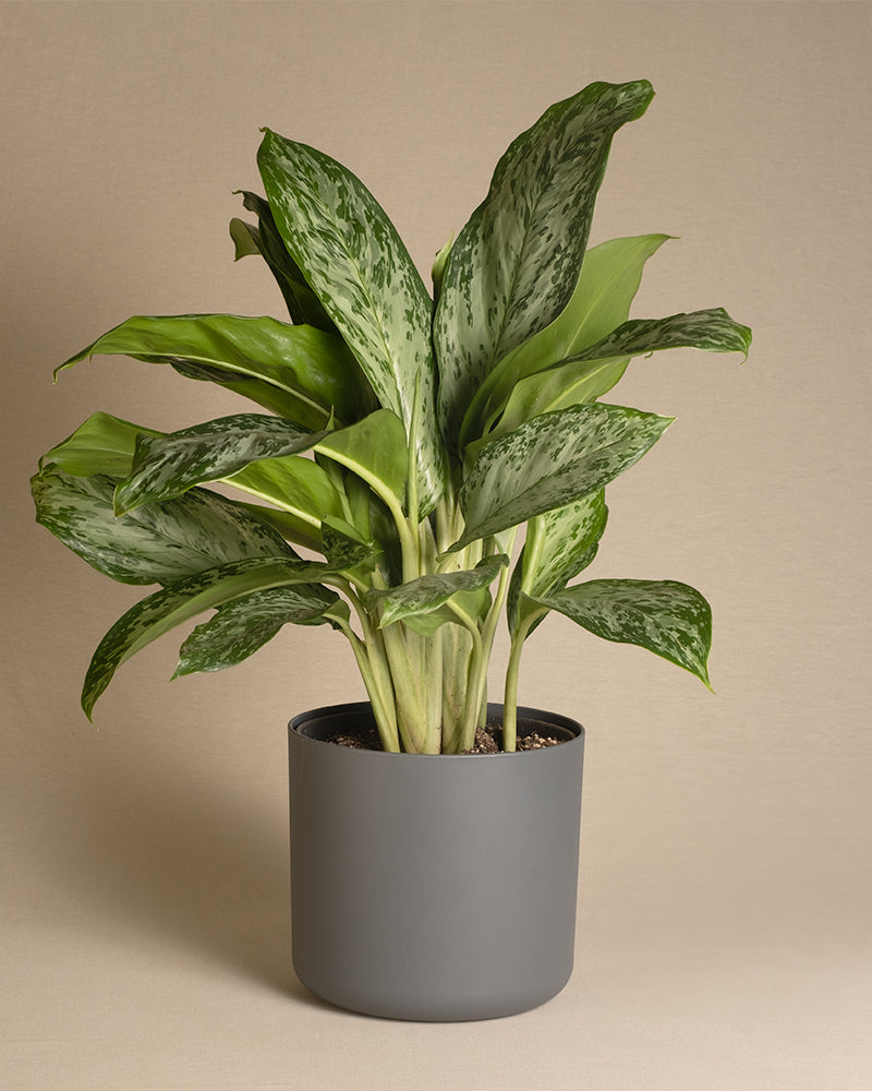 feey-variado-aglaonema-greenlight-zimmerpflanze-ohne-bertopf image 7