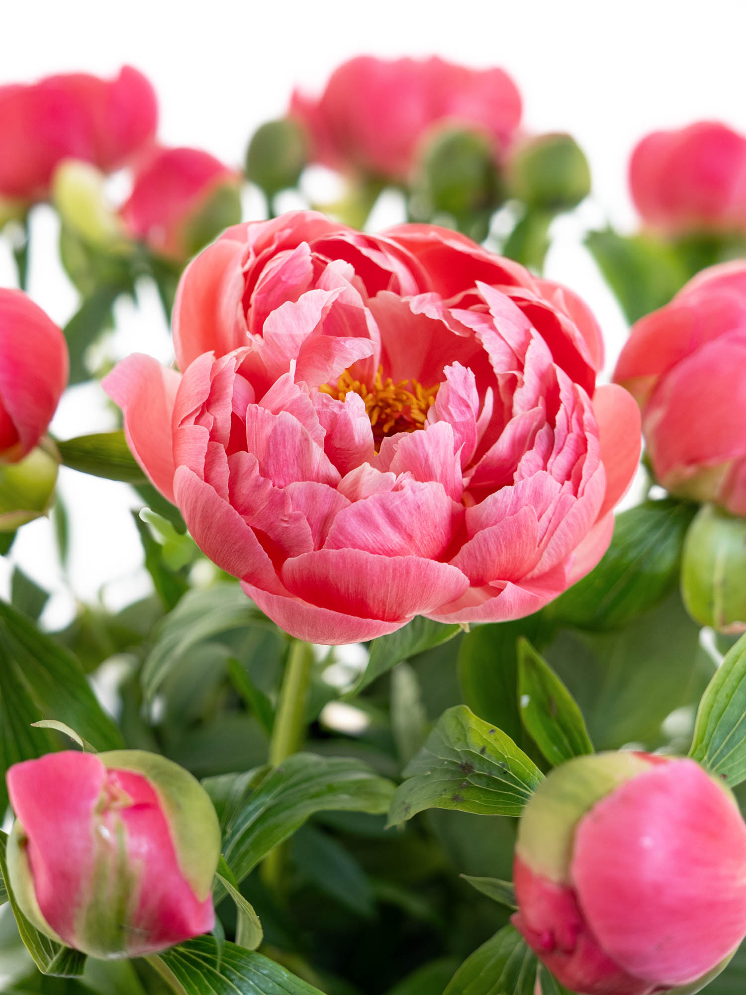 blumigo-pfingstrosen-coral-sunset-schnittblume-pink-creme image 1
