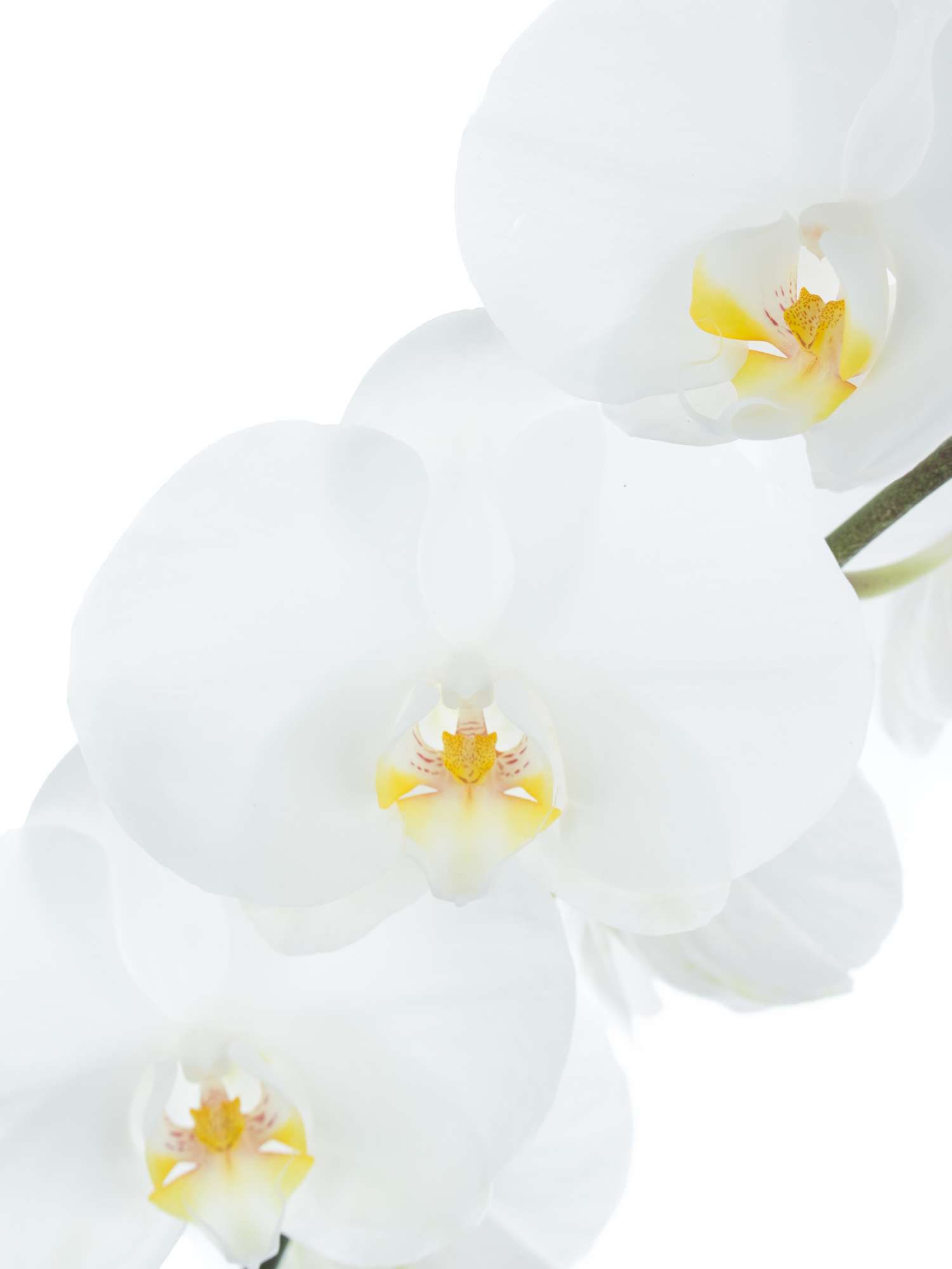 blumigo-phalaenopsis-sensation-white-wei-e-orchidee image 1